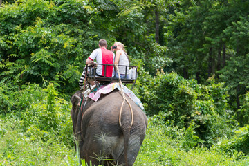Elephant trekking through jungle in northern Thailand