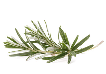 Fototapeta premium rozmaryn ziele przypraw pozostawia na białym tle na białe tło wyłącznik