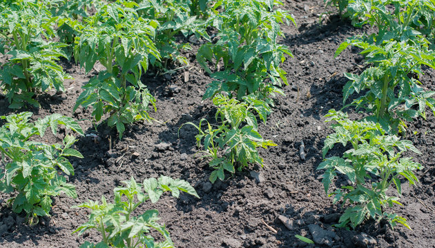 A potato orchard