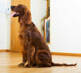 Red  Setter sitting on  parquet