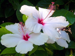 White hibiscus flowers in the nature.  