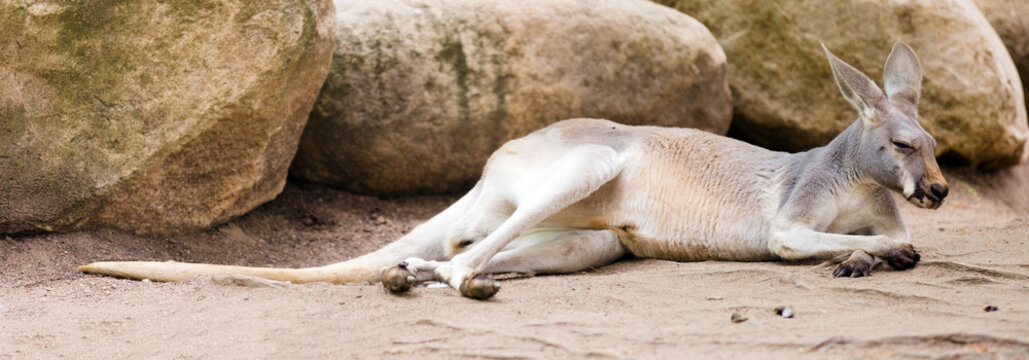 Red kangaroo  lying on ground