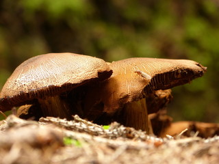 braune Pilze im Waldboden