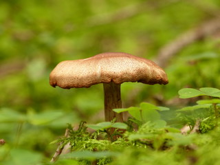 Pilz im Gras