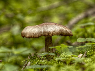 Pilz im Unterholz in HDR