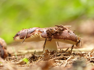 Pilz im Wald