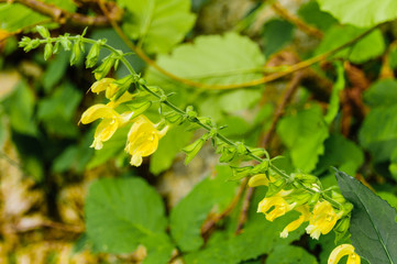 Orchidea selvatica gialla
