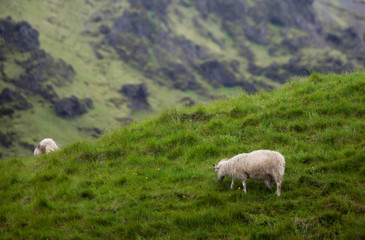 Icelandic Sheep in Meadow