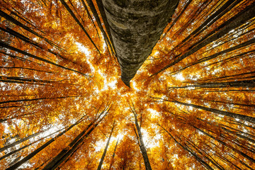 grands hêtres en bois d& 39 automne