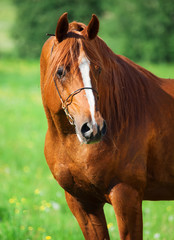 Fototapeta premium portrait of chestnut beautiful horse