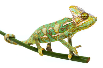 green chameleon - Chamaeleo calyptratus - male on a branch