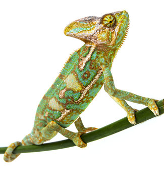 green chameleon - Chamaeleo calyptratus - male on a branch