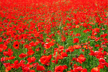 Red poppy field