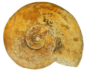 Fossil shell isolated on white