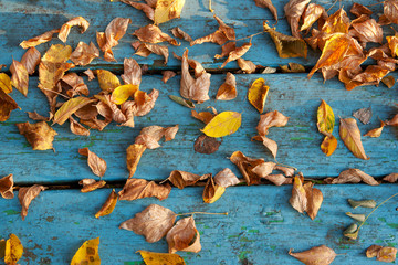 Autumnal leaves on blue planks