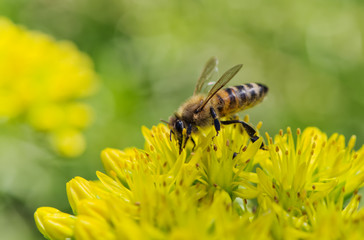 Bee on yellow flower