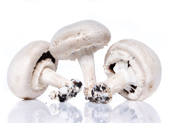 beautiful cepes