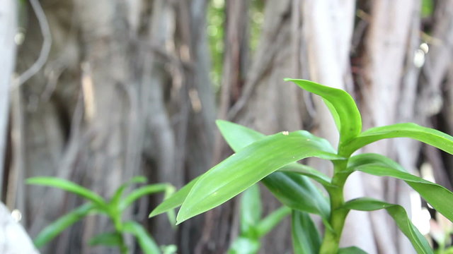 Thai orchid flower in a botanical garden. Dolly shot close-up
