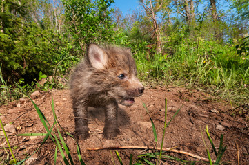 Red Fox Kit (Vulpes vulpes) Cries Out
