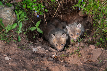 Red Fox Kits (Vulpes vulpes) Peek out of Underground Den