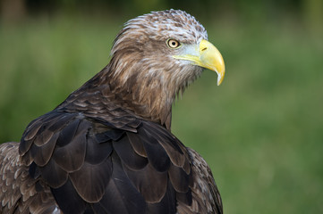 White Tailed Sea Eagle