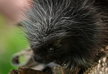 Baby Porcupine (Erethizon dorsatum) Close Up