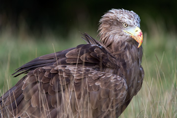 White Tailed Sea Eagle