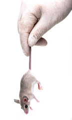 a mouse - experimental animal on a white background