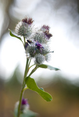 Thistle