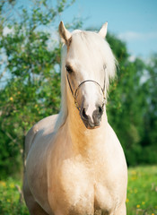 Beautiful palomino welsh pony