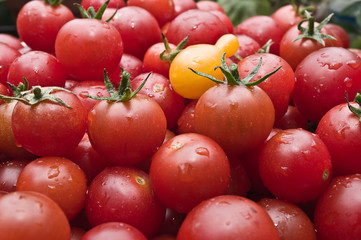 Organic Cherry tomatoes freshly picked from the garden