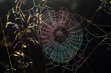 Spider Web in the first sun beams on a foggy morning