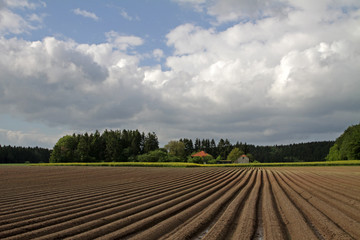 Fototapeta na wymiar Landschaft mit Karottenacker