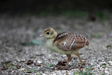 Pfauenküken