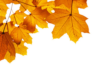 Naklejka na ściany i meble autumn leaves shallow DOF