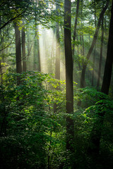 Obraz premium Sunny green forest