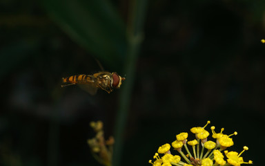 A macro photo of a Hoverfly hovering near a yellow flower