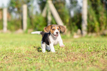Beagle puppy running