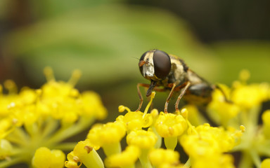 A macro photo of a Hoverfly on a yellow flower