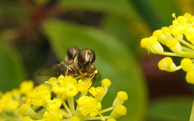A macro photo of a pair of Hoverflies mating on a yellow flower