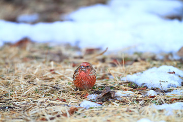 Pallas's Rosefinch (Carpodacus roseus) in Japan 