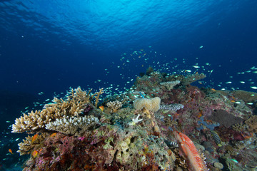 Naklejka na ściany i meble Arrecife de coral
