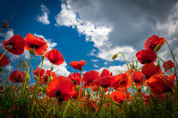 Obraz premium Kwiaty maku na niebie