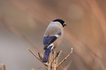 Eurasian Bullfinch (Pyrrhula pyrrhula griseiventris) female
