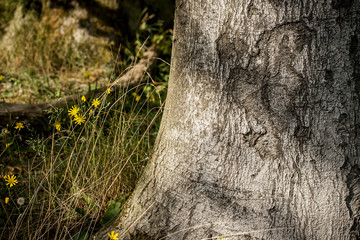wood and flowers, nature background