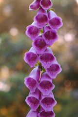 Common Foxglove Digitalis purpurea © Daniel Poloha