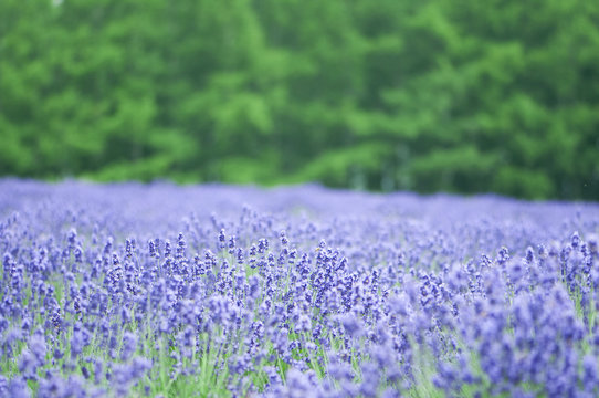 Fototapeta ラベンダー　ラベンダー畑　富良野