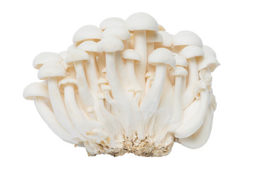Shimeji mushroom isolated with clipping path