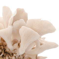 Fototapeta na wymiar Oyster mushroom isolated with clipping path