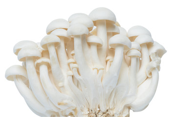 Shimeji mushroom isolated with clipping path